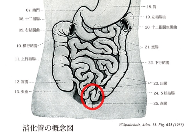 消化管の概念図　S状結腸全体