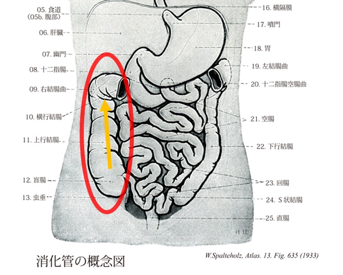 消化管の概念図　上行結腸