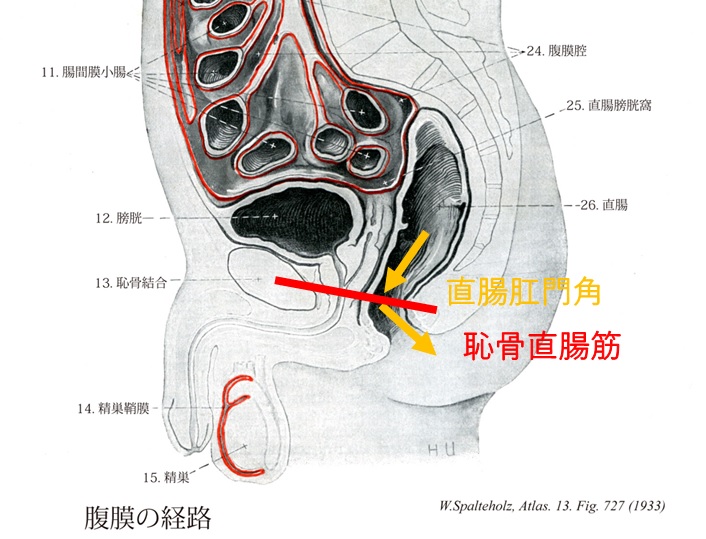 腹膜の経路　恥骨直腸筋